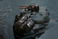 Экологическая катастрофа в Атлантическом океане: разлив нефти произошел из-за крушения траулера «Олег Найденов»   .