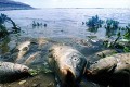 Высыхание Аральского моря — экологическая катастрофа глобального масштаба        .