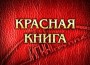 В Карпинске на пруду спасли лебедя, занесенного в Красную книгу .